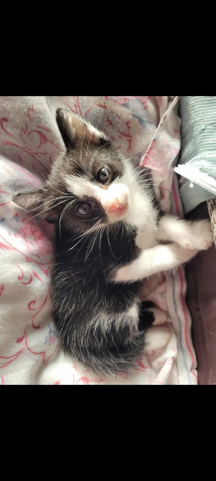 Gato raça SRD-ViraLata idade 2 a 6 meses nome Não possui nome