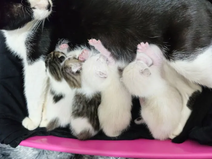 04 Gatinhos Filhotes