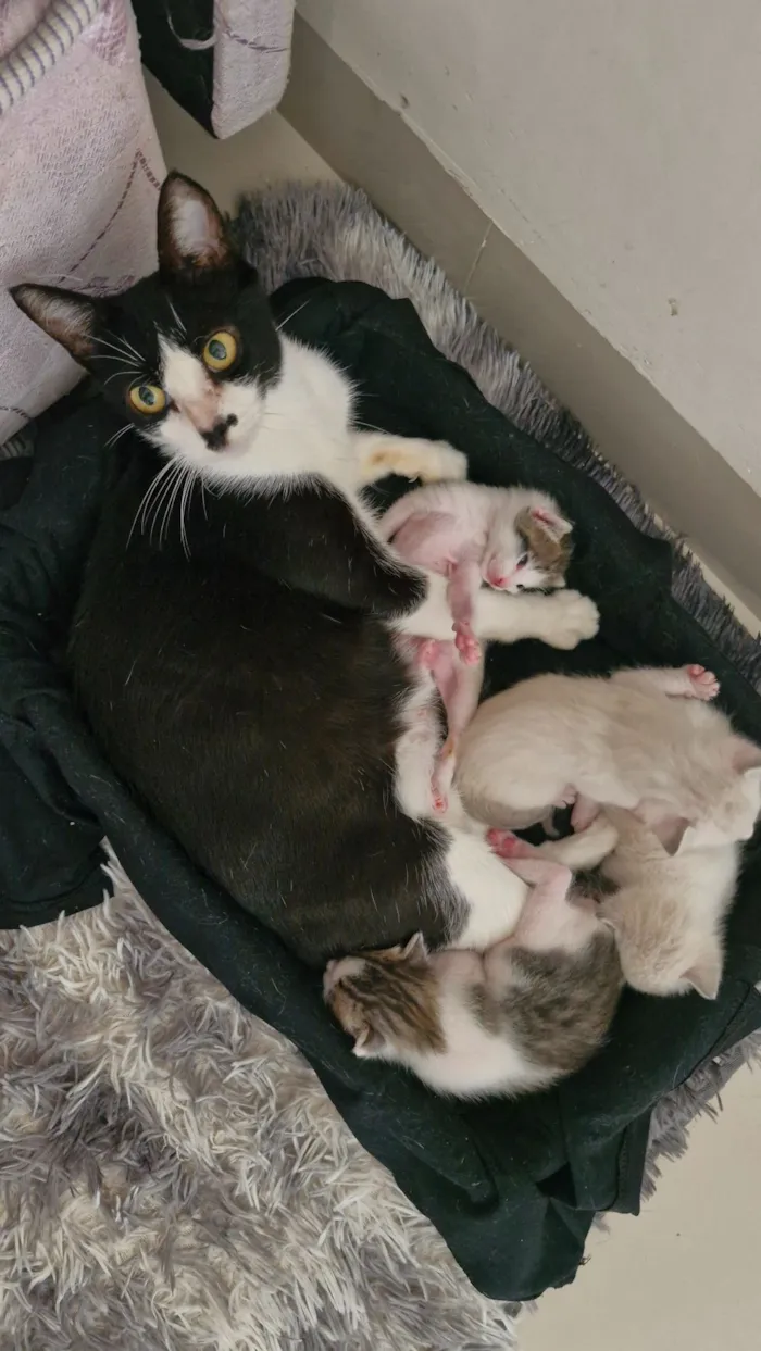 Gato raça SRD-ViraLata idade Abaixo de 2 meses nome 04 Gatinhos Filhotes