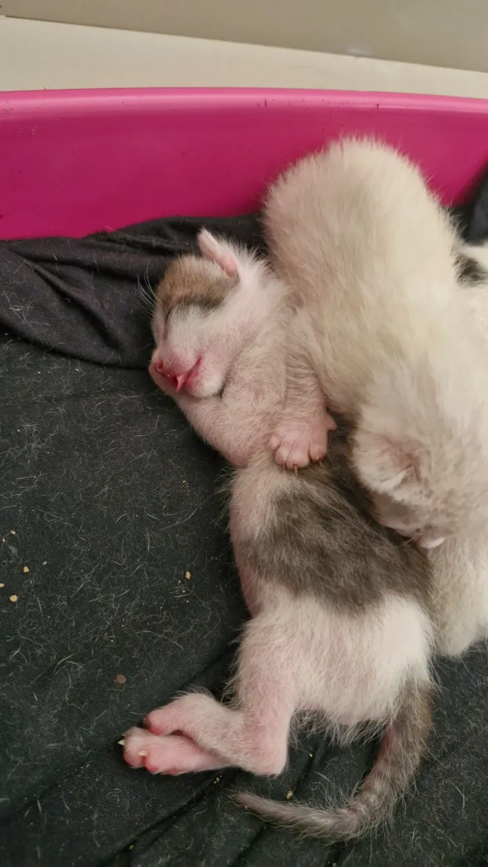 Gato raça SRD-ViraLata idade Abaixo de 2 meses nome 04 Gatinhos Filhotes