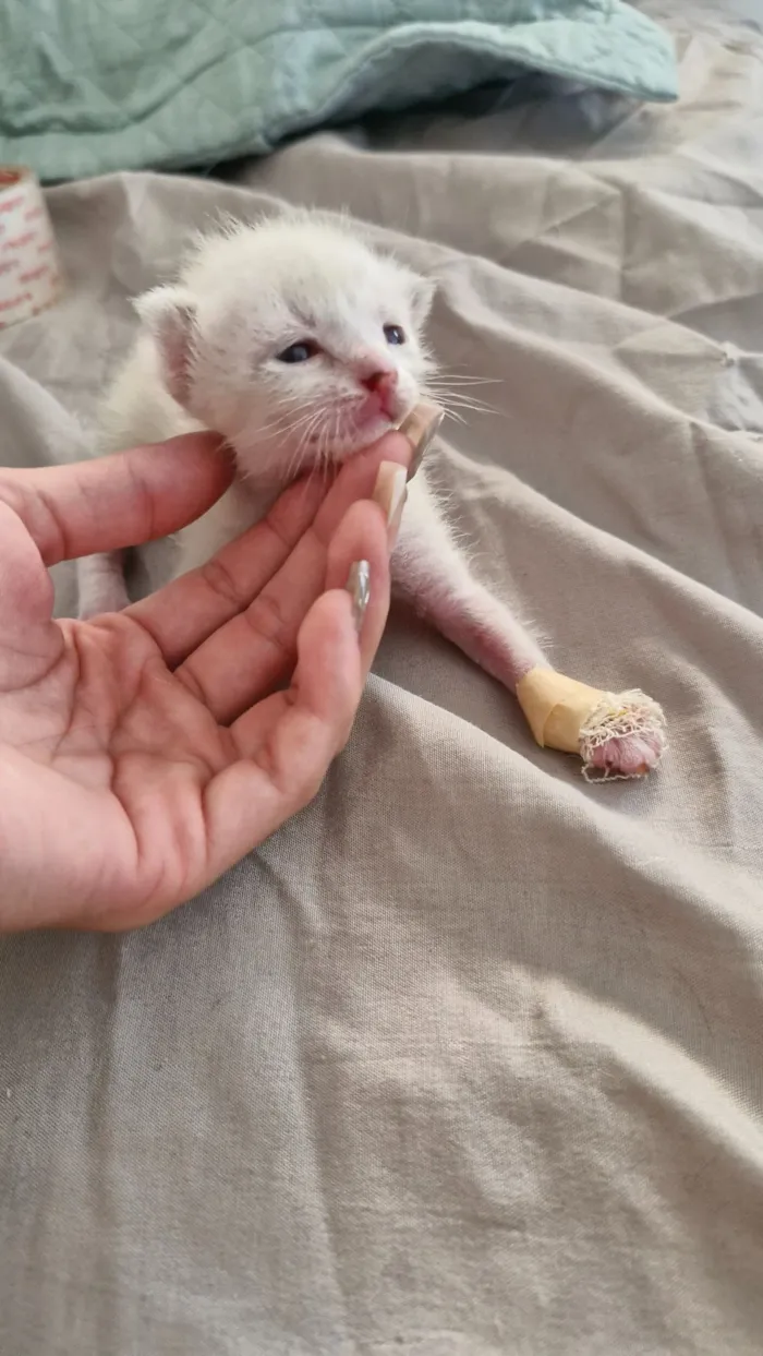 Gato raça SRD-ViraLata idade Abaixo de 2 meses nome 04 Gatinhos Filhotes