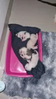 Gato raça SRD-ViraLata idade Abaixo de 2 meses nome 04 Gatinhos Filhotes