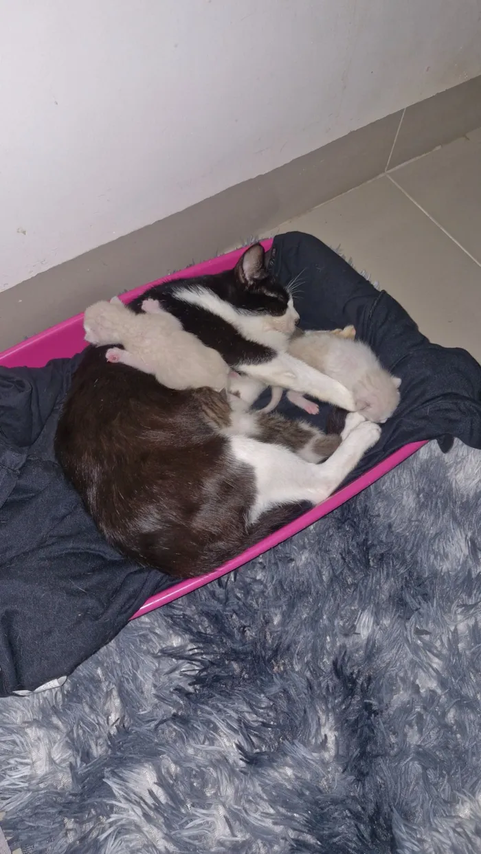 Gato raça SRD-ViraLata idade Abaixo de 2 meses nome 04 Gatinhos Filhotes