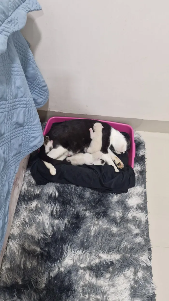 Gato raça SRD-ViraLata idade Abaixo de 2 meses nome 04 Gatinhos Filhotes