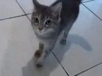 Gato raça SRD-ViraLata idade 2 a 6 meses nome Sem nome