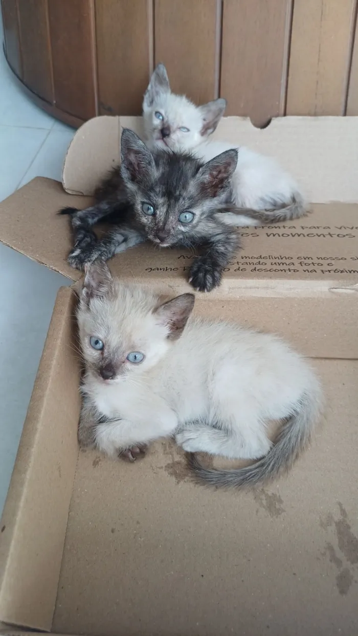 Gato raça SRD-ViraLata idade Abaixo de 2 meses nome Sem nome