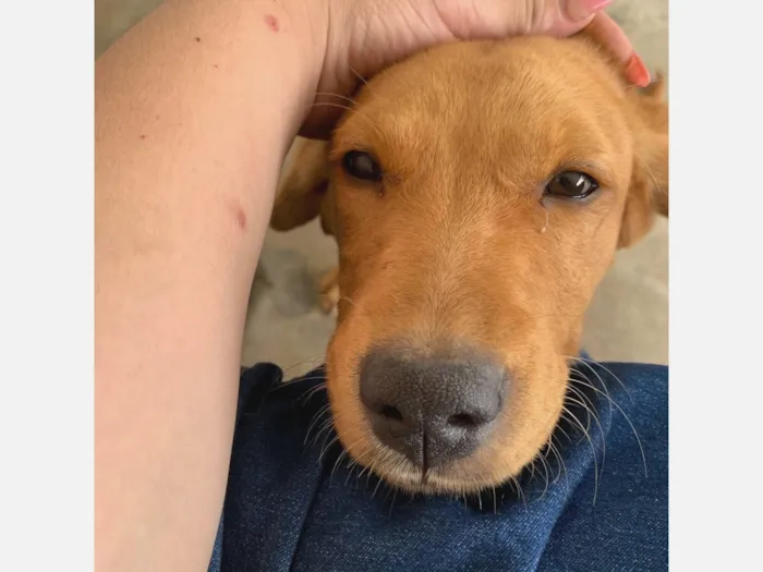 Cachorro raça SRD-ViraLata idade 7 a 11 meses nome Lunna