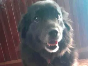 Cachorro raça SRD-ViraLata idade 2 anos nome Nina