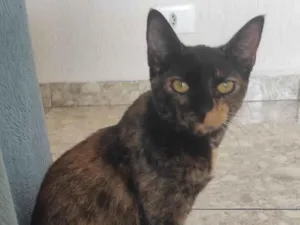 Gato raça SRD-ViraLata idade 2 a 6 meses nome Luna