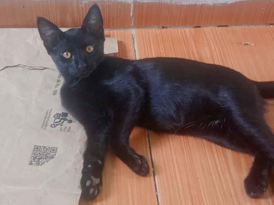 Gato raça SRD-ViraLata idade 2 a 6 meses nome Ele não tem nome 