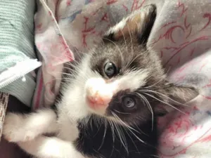 Gato raça SRD-ViraLata idade 2 a 6 meses nome Não possui nome