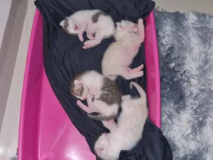 Gato raça SRD-ViraLata idade Abaixo de 2 meses nome 04 Gatinhos Filhotes