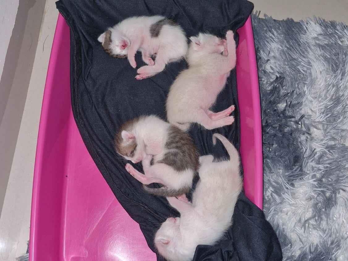 Gato raça SRD-ViraLata idade Abaixo de 2 meses nome 04 Gatinhos Filhotes