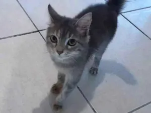 Gato raça SRD-ViraLata idade 2 a 6 meses nome Sem nome