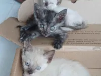 Gato raça SRD-ViraLata idade Abaixo de 2 meses nome Sem nome