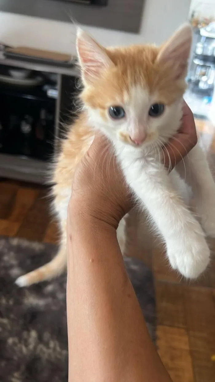 Gato raça SRD-ViraLata idade 2 a 6 meses nome Mia