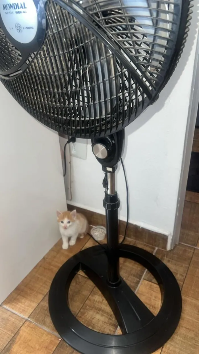 Gato raça SRD-ViraLata idade 2 a 6 meses nome Mia