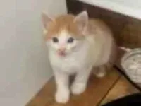 Gato raça SRD-ViraLata idade 2 a 6 meses nome Mia