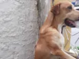Cachorro raça SRD-ViraLata idade 1 ano nome CONNAN