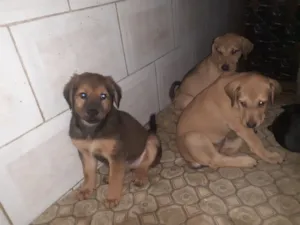 Cachorro raça SRD-ViraLata idade 2 a 6 meses nome TYTANA....LAYKA...DYEDRA...AMORA