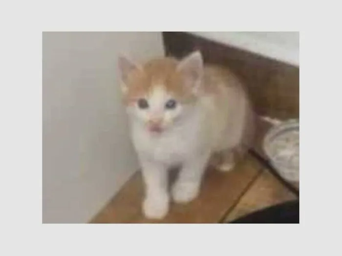 Gato raça SRD-ViraLata idade 2 a 6 meses nome Mia