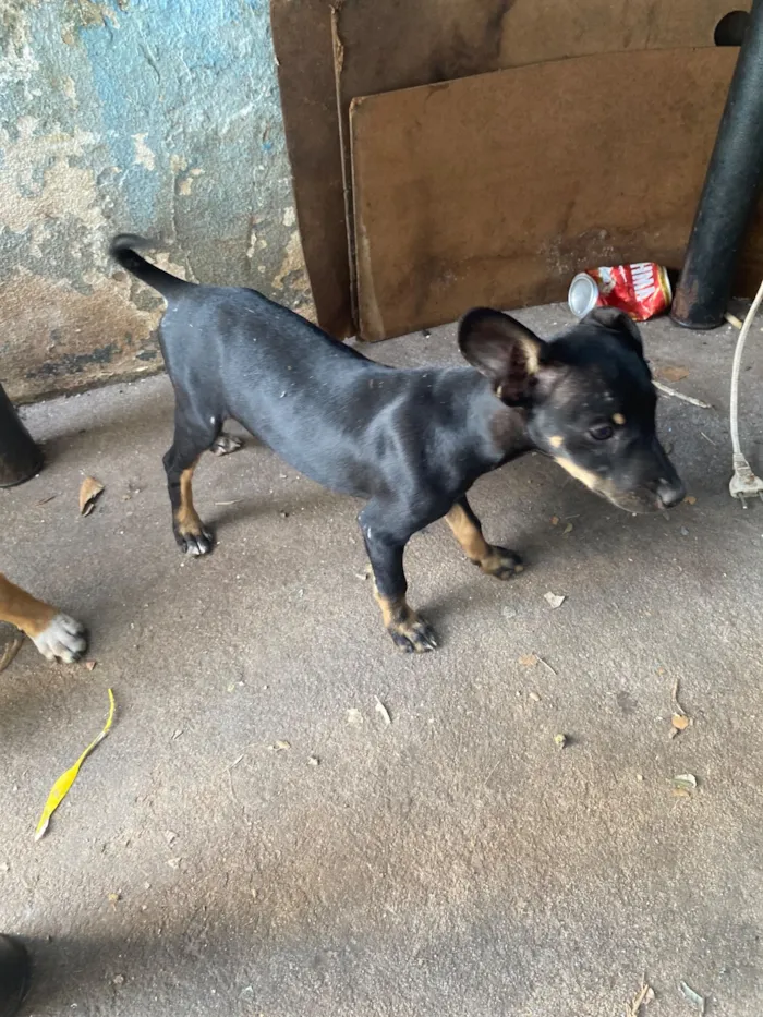 Cachorro raça SRD-ViraLata idade 2 a 6 meses nome Celia