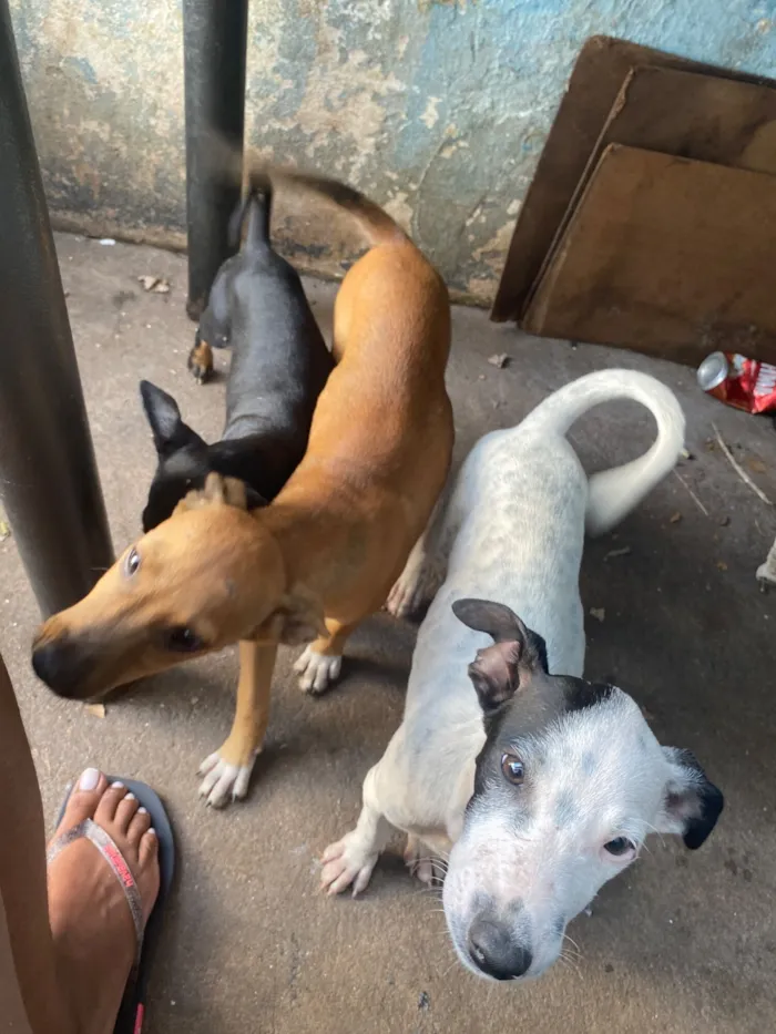 Cachorro raça SRD-ViraLata idade 2 a 6 meses nome Celia