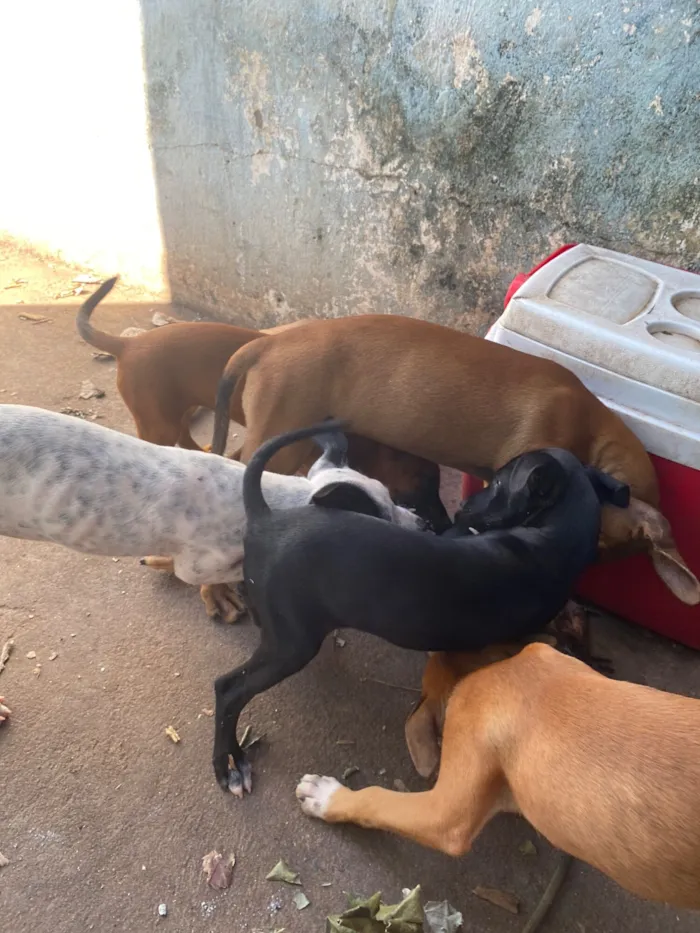 Cachorro raça SRD-ViraLata idade 2 a 6 meses nome Celia