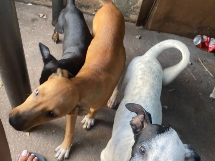 Cachorro raça SRD-ViraLata idade 2 a 6 meses nome Celia