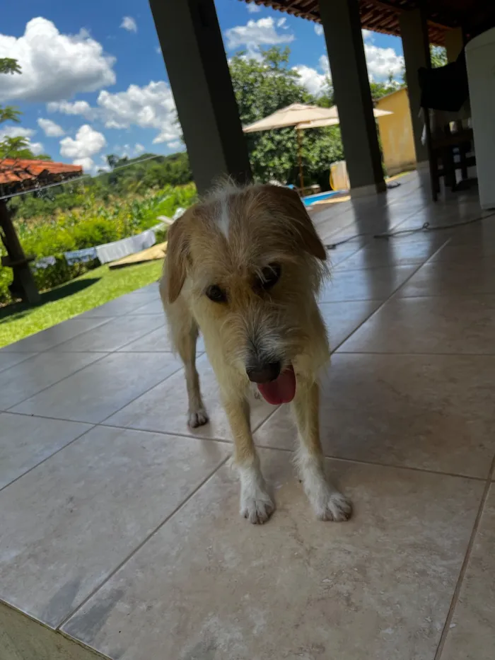 Cachorro raça SRD-ViraLata idade 7 a 11 meses nome O novo tutor poderá nomeá-la :)