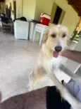 Cachorro raça SRD-ViraLata idade 7 a 11 meses nome O novo tutor poderá nomeá-la :)