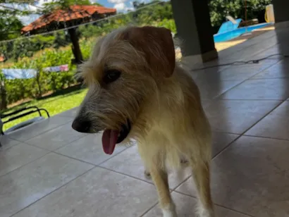 Cachorro raça SRD-ViraLata idade 7 a 11 meses nome O novo tutor poderá nomeá-la :)