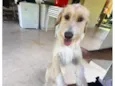 Cachorro raça SRD-ViraLata idade 7 a 11 meses nome O novo tutor poderá nomeá-la :)