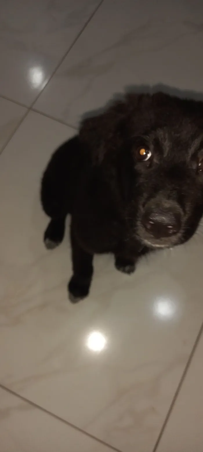 Cachorro raça SRD-ViraLata idade 2 a 6 meses nome Kiara