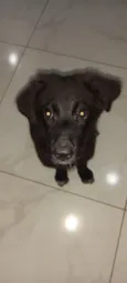 Cachorro raça SRD-ViraLata idade 2 a 6 meses nome Kiara