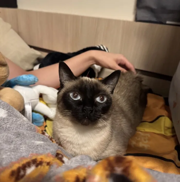 Gato raça SRD-ViraLata idade 2 anos nome Lua