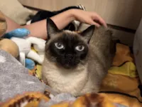 Gato raça SRD-ViraLata idade 2 anos nome Lua