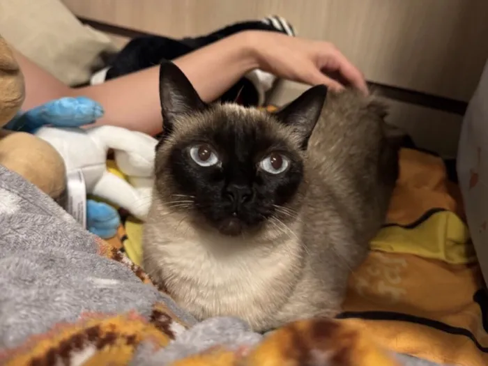 Gato raça SRD-ViraLata idade 2 anos nome Lua