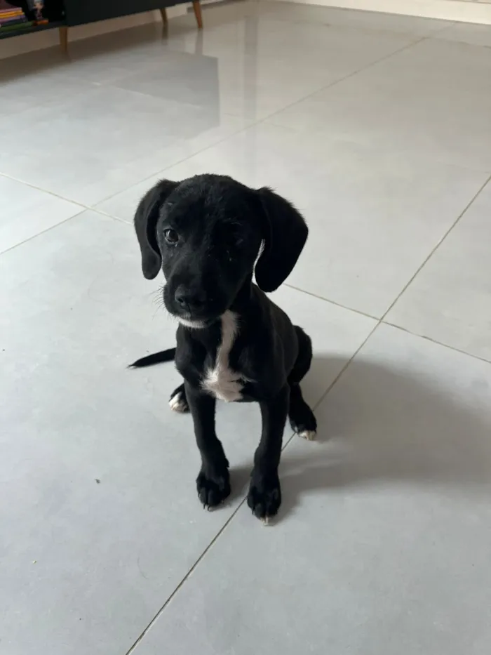 Cachorro raça SRD-ViraLata idade 2 a 6 meses nome Eve