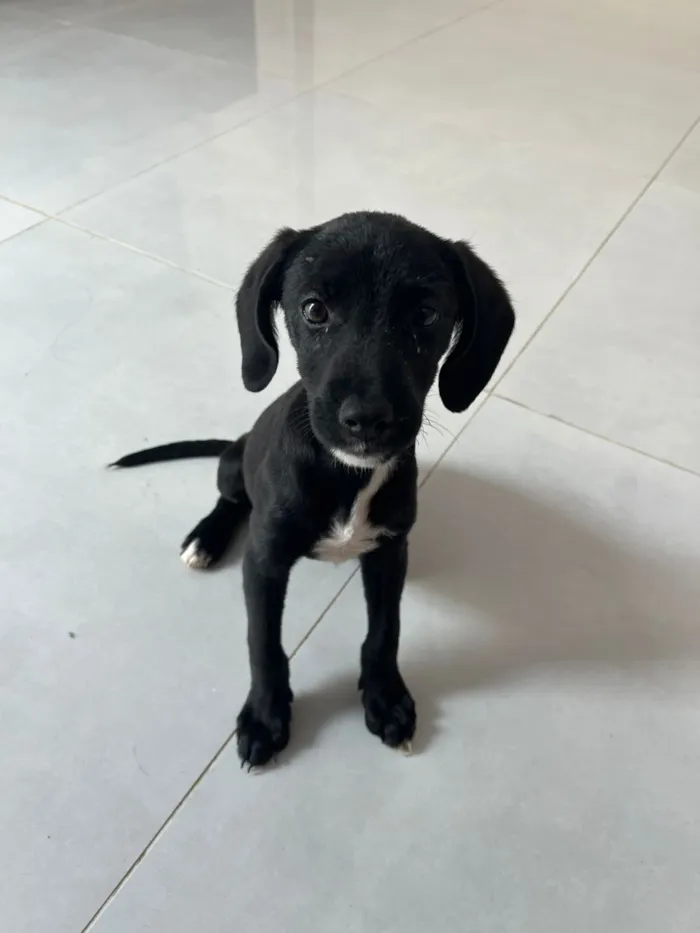 Cachorro raça SRD-ViraLata idade 2 a 6 meses nome Eve