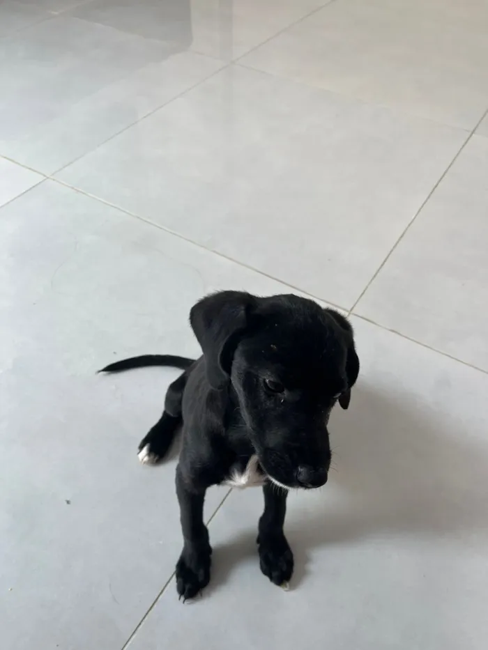 Cachorro raça SRD-ViraLata idade 2 a 6 meses nome Eve