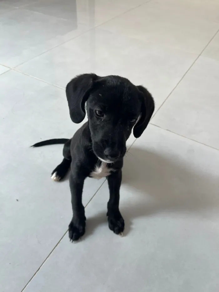 Cachorro raça SRD-ViraLata idade 2 a 6 meses nome Eve