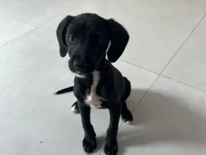 Cachorro raça SRD-ViraLata idade 2 a 6 meses nome Eve