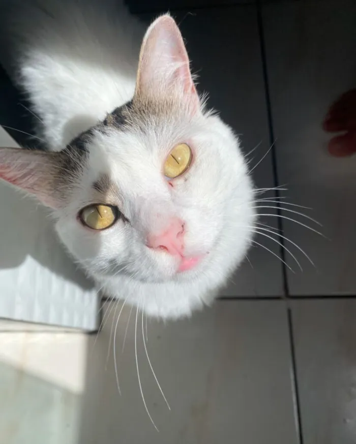 Gato raça SRD-ViraLata idade 5 anos nome Maguila 