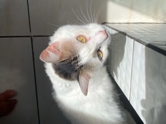 Gato raça SRD-ViraLata idade 5 anos nome Maguila 