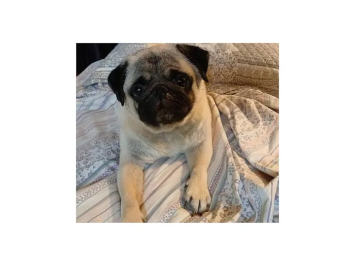 Cachorro raça Bulldog idade 3 anos nome Bradock