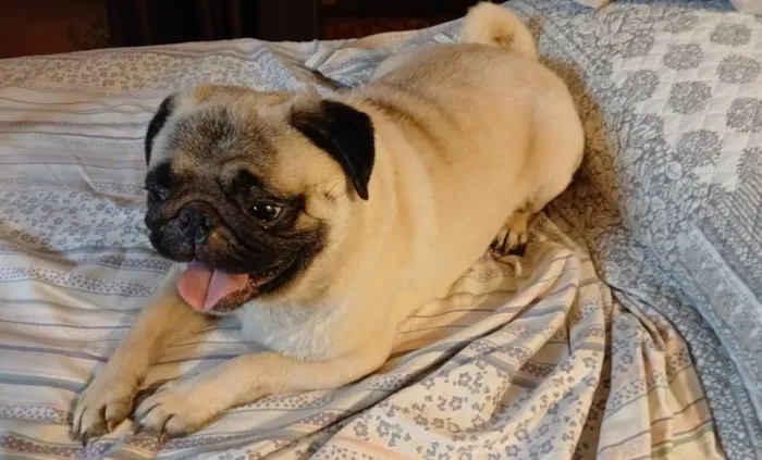 Cachorro raça Bulldog idade 3 anos nome Bradock