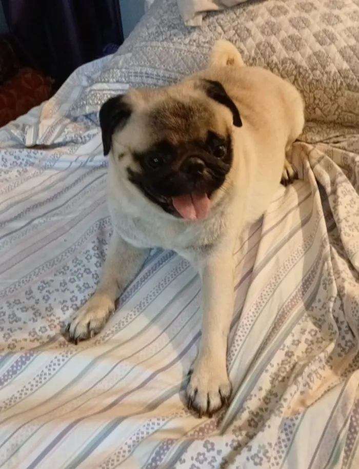 Cachorro raça Bulldog idade 3 anos nome Bradock