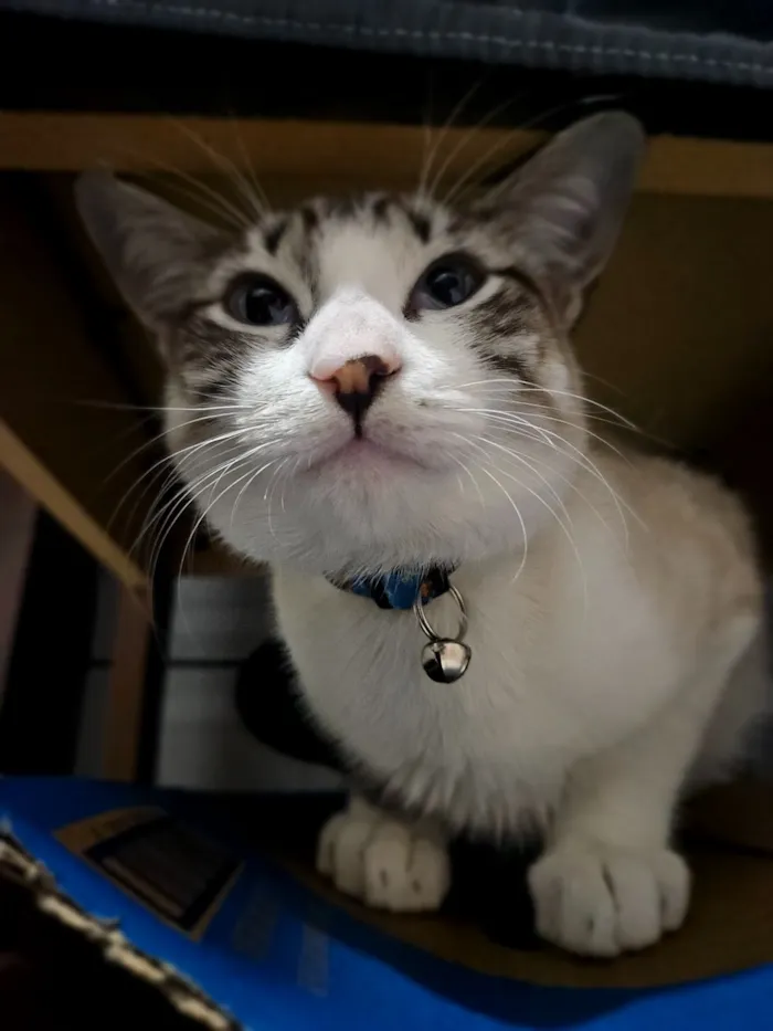 Gato raça Siamês idade 1 ano nome Thor