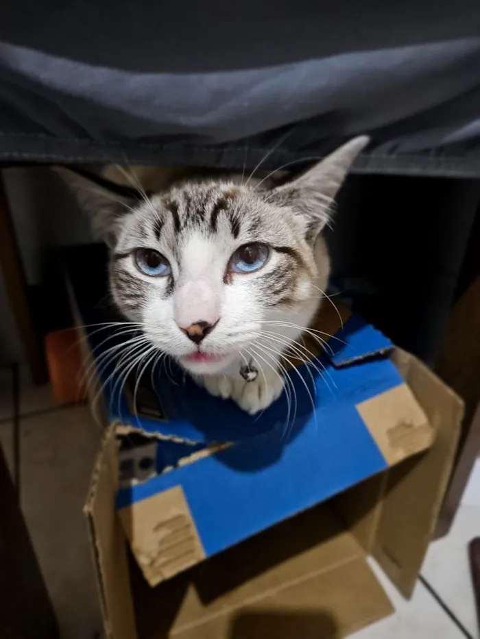 Gato raça Siamês idade 1 ano nome Thor